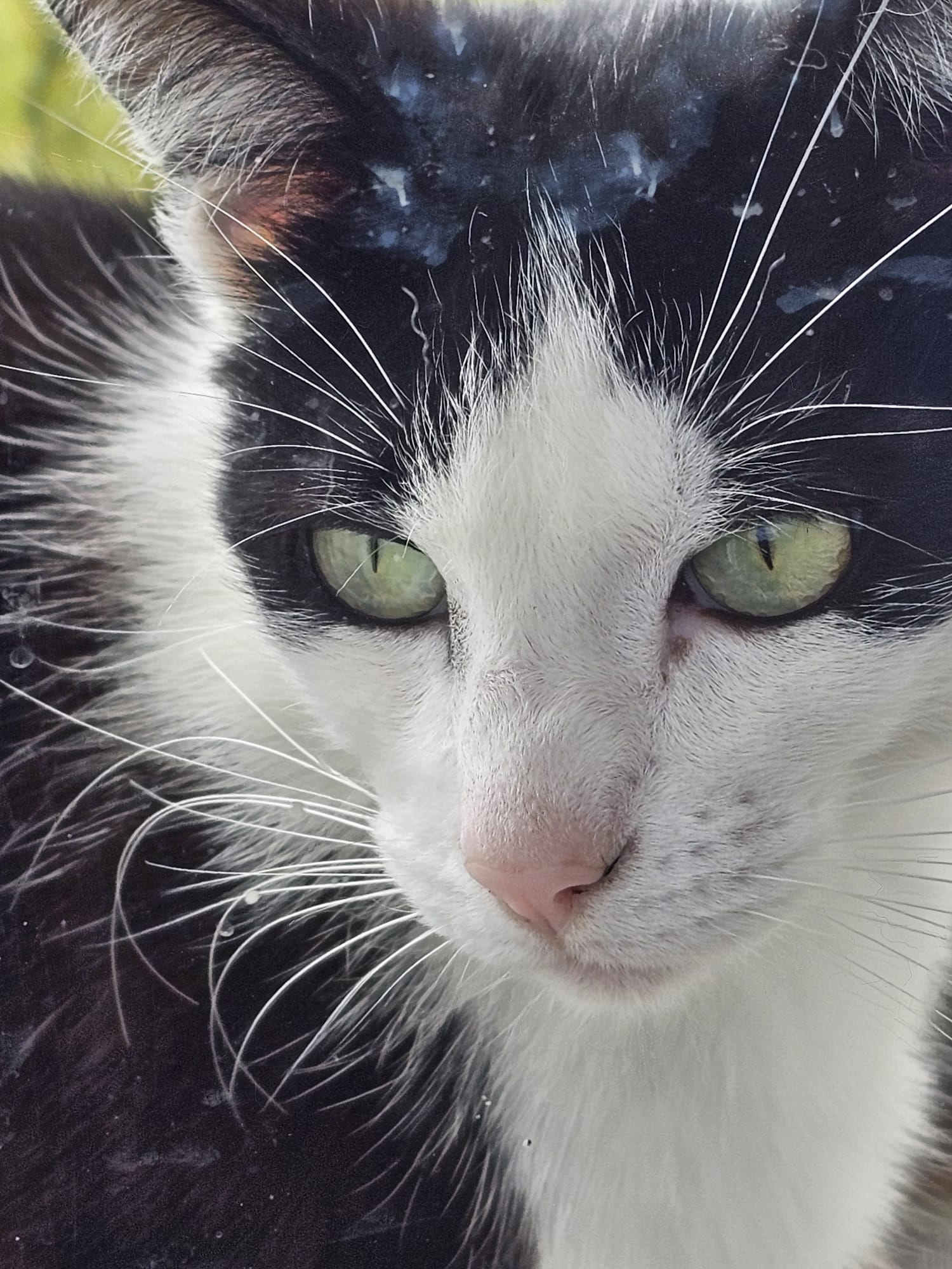 Chat détendu après accompagnement